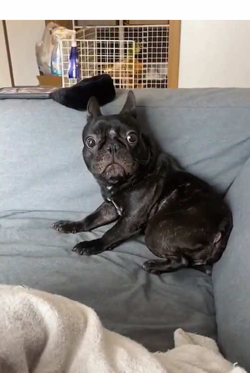 Funny French Bulldog 🤣#dog #funny #dogsoftiktok #funnyvideos #doglover #cute #pet 