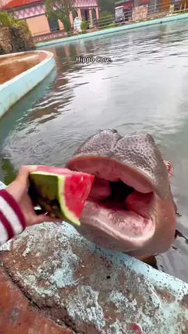 Hippo core:Hippopotamus’s daily life in the zoo🦛🦛#hippo #hippos #hipposoftiktok #animals #animalsoftiktok #funny #funnyvideos #fyp #fypシ #foryou #foryoupage #zoo 