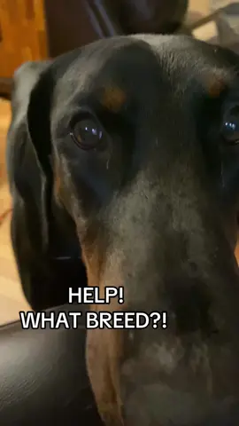 Pls help #spaghetti #spaghetti #spaghetti #spaghettidetective #spaghetti #spaghetti   #dogcommunity #dogsoftiktok #dogtok #fyp #mutt #mystery #spaghetti 