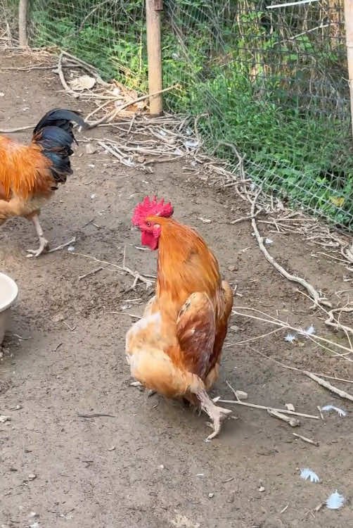 Happy chicken #happychick #happy #chicken #chick 