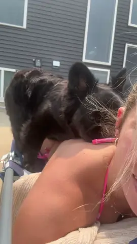 Personal space? Never heard of her…. #frenchie #fluffyfrenchie #attachmentissues #personalspace #dogmomlife #funny #fyp #dogsoftiktok #dogtok 