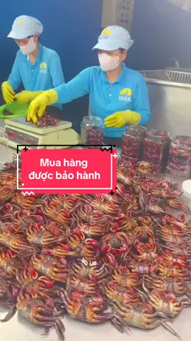 Ba khía được kiểm tra không mời anh chị xem video#bakhia #bakhiadamdoi #xuhuongtiktok 