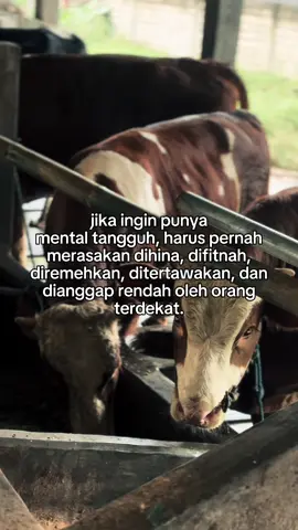 Ben tambah semangat🥹😜#sapiperah #wahonofram #pengusahamuda #sapingamuk 