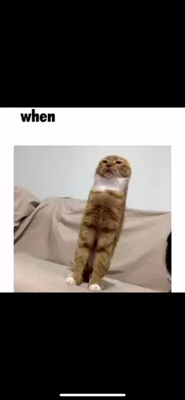Day 341 #cat #whenyouatthe #whenheatthe #whenyouatthe #meme #daily #I #catsoftiktok #whenyouat #catsoftiktok 