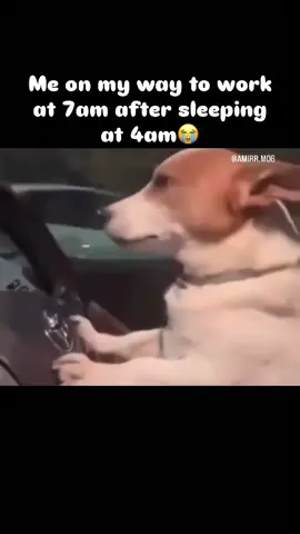 #every #damn #morning 