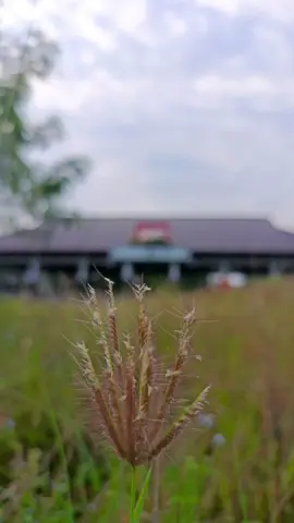 Padahal masih layak buat para pedagang untuk berjualan tapi kenapa sampai sekarang kaya nggak ter urus lagi.  📍Pasar Inpres, sungailiat #pasartradisional #sungailiat #bangkabelitung 