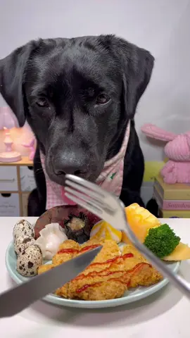 #labrador #cute #dog #pet #feed 