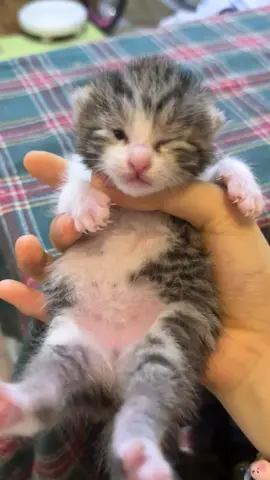 A tiny baby with one eye already open.😽#kittensoftiktok #cutekitten #catlover #toocute #catvideo #kitty #babykitten #kitten #cutecat #catlover #foru #fyp