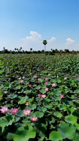 #បេះដូងបងអេីយអូនហេីយជាម្ចាស់ចិត្តបង🏡🎵🪷🌾#ទេសភាពស្រុកស្រែ🌄🏜️🌱🌼🌾🐟 #កំពង់ឆ្នាំងភូមិឋានខ្ញុំ🌾🌿😘 #កំពង់ឆ្នាំងភូមិឋានខ្ញុំ🌾🌿😘 #ស្រស់ស្រាយនិងធម្មជាតិ🌿🍀🌿 #ត្នោតខ្មែរ🌴🌴  