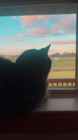 ❤️ #cats #catsoftiktok 