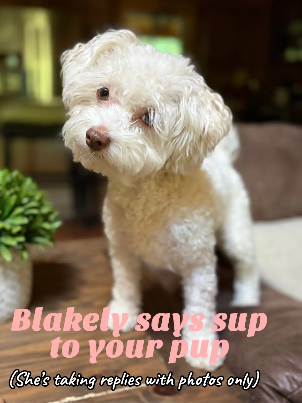 #dogsoftiktok #havapoo #sayhello 