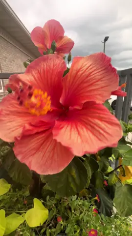 The hibiscus plants are putting out the prettiest blooms this summer!🌺🌺 #hibiscus #flowers #blooms #library #whimsicalplants #whimsicalaf #whimsicallibrarylife 
