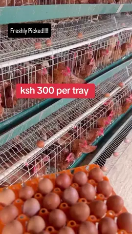 each egg we pick is the result of consistency, time, dedication and hard work. For inquiries about our farm kindly call us on0786 011285. #kirimafarm #kenyantiktok🇰🇪 #fyp #foryou #goviral 