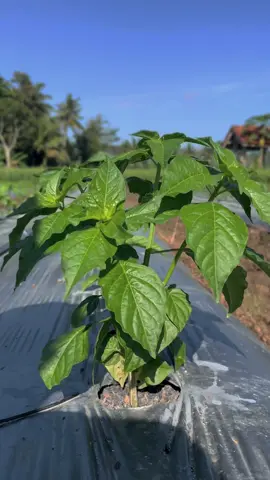 Cabe Rawit Sniper 28 HST #petanimuda #petanimilenial #petanicabe #petanicabai #fyp #fypシ゚