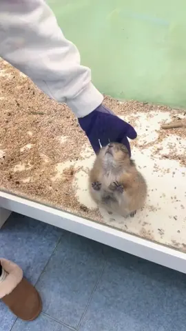 Unexpected 😳 #fyp #groundsquirrel #prairiedog #aura #cute #popular #viral 