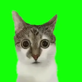 greenscreen meme kucing #memekucing #greenscreen #kucing 