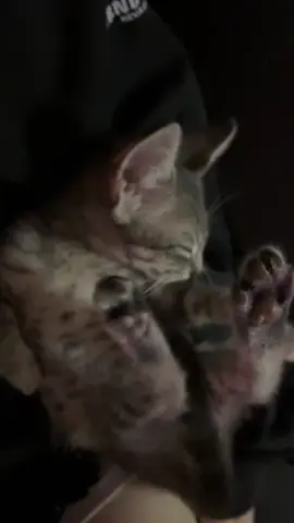interesting #loveislandusa #catsoftiktok #kitten #cat #fyp 