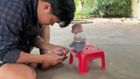 Chamroeun Drama-tic csreaminq When Daddy C-ut Nail For Him#monkey #cute #viral #animals