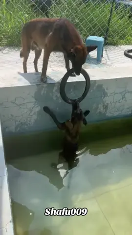 #粉丝一千万#pet#pets#cute#funny#viral#dog#dogsoftiktok#funnyvideos#IoI#fyp#fypシ゚ 