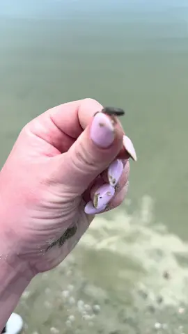 Baby frogs 🐸 🥹 Summer time treasures hehe. #frog #fyp #Summer 