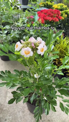 #tiktoklive #livehighlights #shophoakiengsadec #vuonhoakiengsadec #hoakieng #nguyetquethai  Nguyệt quế thái hoa to có hương thơm. Nguyệt quế được xem là cây may mắn thường được trồng trước cửa hoặc xung quanh nhà. 