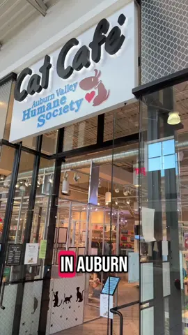 Cat Cafes exist! And there’s one in a mall! #catsoftiktok #catlover #catcafe #auburnwa #humanesociety 