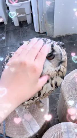 🦉🤏🏻🌟#フクロウ #ふくろうカフェ #アニマルカフェ #owl #owls #owlcafe #animals 