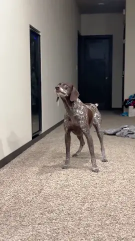 Farting on dogs 💨 #dog #funny #dogsoftiktok #pet #foryou #funnydog #funnyvideo 