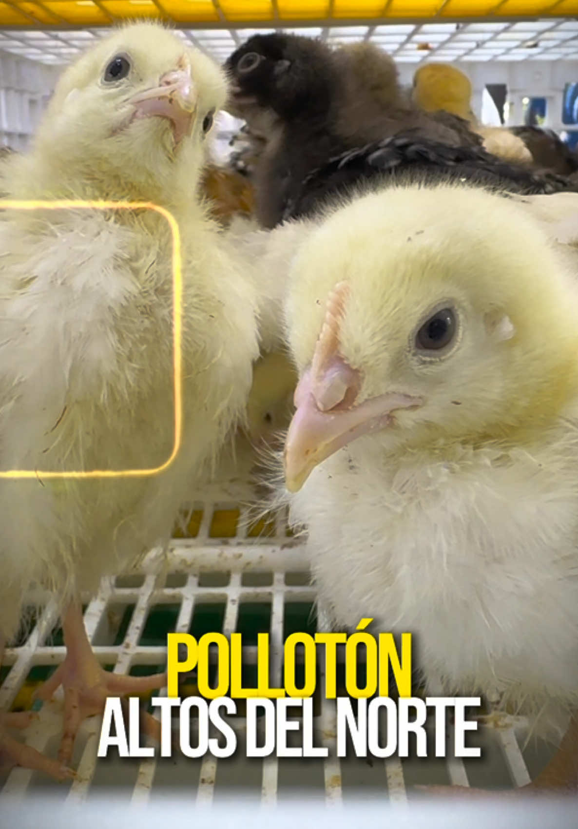Viernes de Pollotón en la colonia Altos del Norte. El DIF Tuxtla, encabezado por Estephanie Frias, promueve la crianza de aves en Jardines, apoyando a las mujeres para mejorar su calidad de vida. #pollotón #tuxtlagutierrez #lanuevaera 