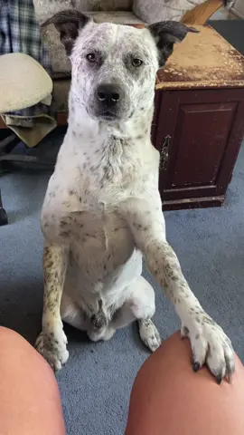 Why he stand like that? #fyp #dogsoftiktok #gypsy #pitbull #blueheeler #borat #dog 