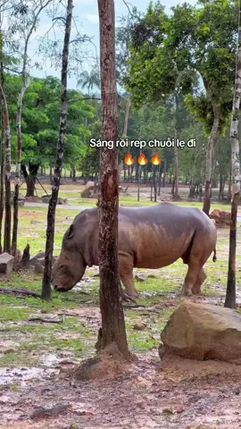 Chuỗi chuỗi  #GreenCreator #VinWonders #WonderSummer2025 #dulich #vinpearlsafariphuquoc #animals #rhino #xuhuong 