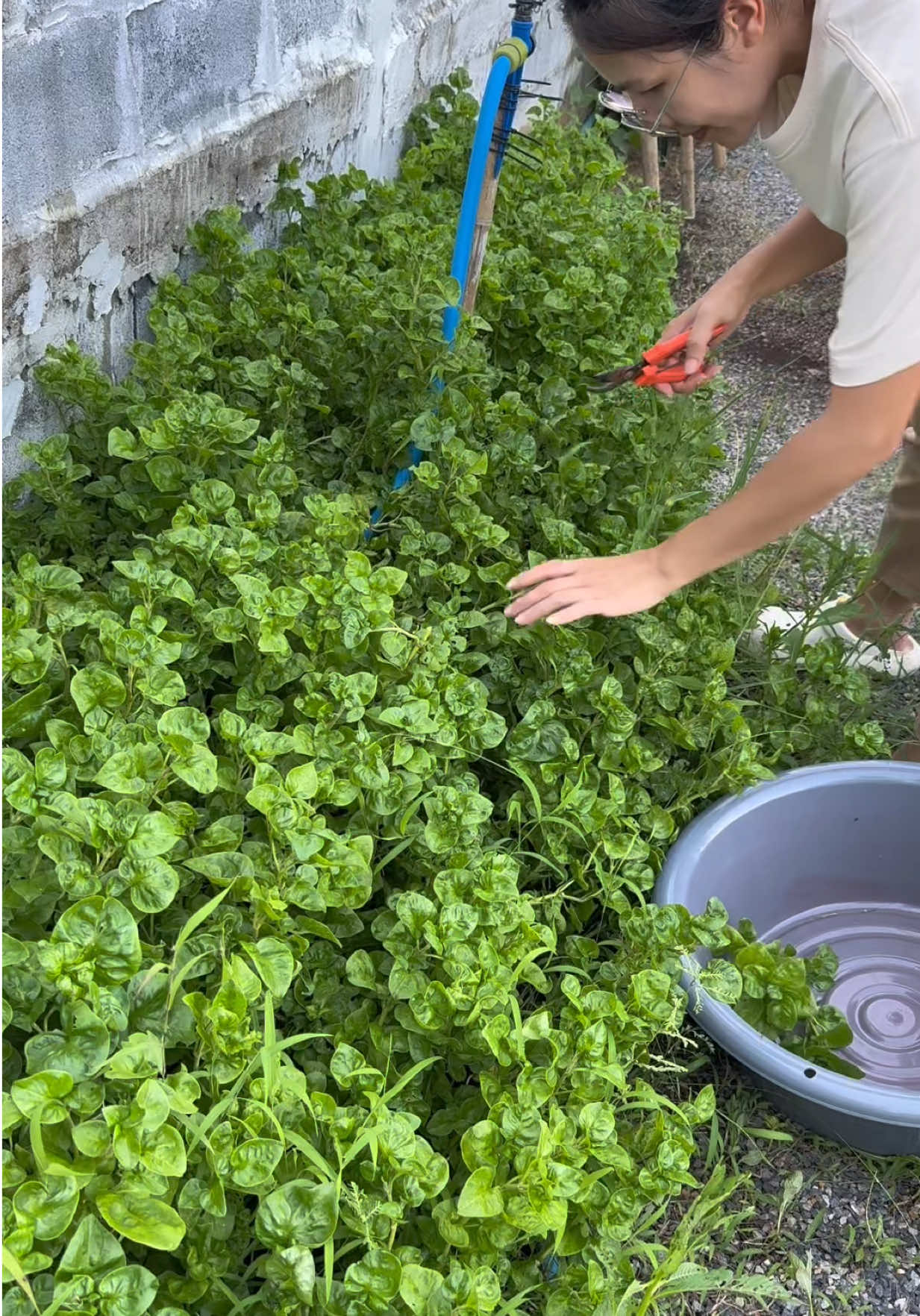เก็บผักเป็ด ทำสวน ปลูกข้าวโพด 💚 #ความสุข #ปลูกเพาะรัก #ผักอินทรีย์ #gardening #ผักเป็ดญี่ปุ่น #วอเตอร์เครสฮาวาย 