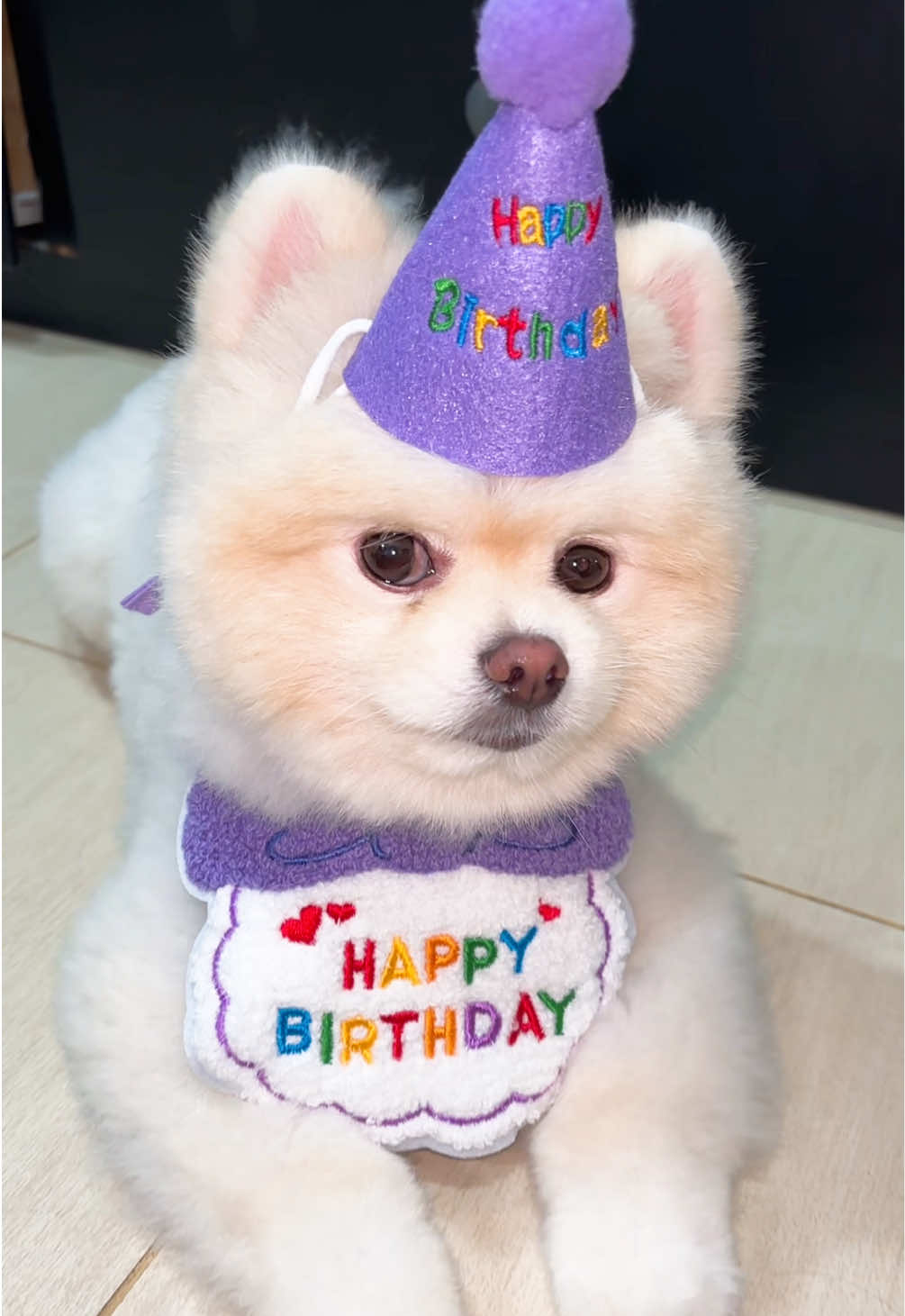 Pibertday sa inyu 🎂🎈🎉🎁 #buyhere #PetsOfTikTok #dogsoftiktok #pomeranian #fyp 