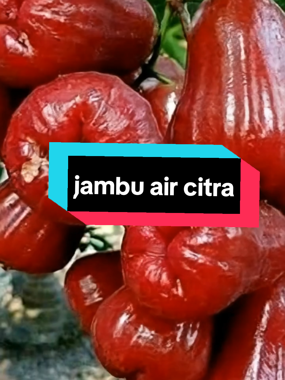 jambu air citra #foryourpage #berkebun #buah 