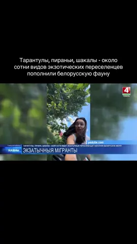 Тарантулы, пираньи, шакалы - около сотни видов экзотических переселенцев пополнили белорусскую фауну.  Отчасти причиной этого стало потепление климата. Но есть и человеческий фактор.  Ирина Дробышевская разбиралась в причинах визита в Синеокую экзотических гостей…