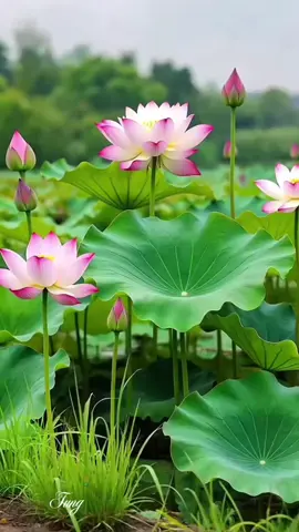 #TikTok 池中一池荷花，清风徐来蝴蝶荷花池梁山伯 ##点缀生活的鲜花##荷塘美景如诗如画##如诗如画的风景##赏荷正当时＃#一念心清静莲花处处开##荷花盛开如此美丽＃予独爱莲之出淤泥而不染＃#荷花壁纸＃#接天莲叶无穷碧