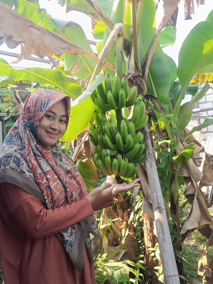Pohon pisang cavendish Siap Panen dihalaman Rumah . #halaman #pohon #pisang 