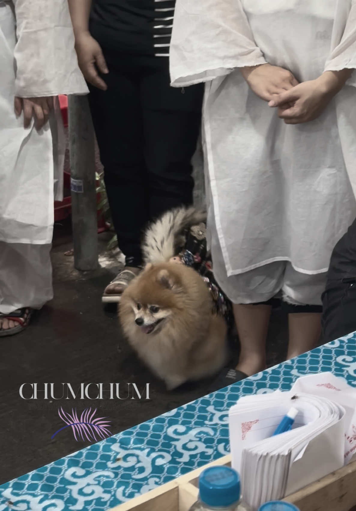 Hình ảnh chú cún cưng tại tang lễ cố nghệ sĩ Bùi Công Tài #ChumChum #BimatVbiz #Thegioimodels #Lattungvbiz #TiktokGiaiTri #Globalem #buicongtai