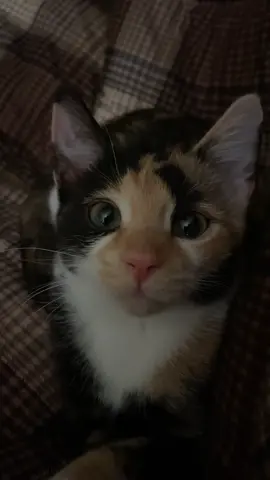 #cat #catsoftiktok #catlover #meow #kitten #kittensoftiktok #calicocat #calico #cats #kitty #fyp #foryou #foryoupage 