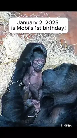 Part 2|| Mobi Turns One: A Baby Gorilla’s Big Day! #viral #usa #fypシ #animals #gorillafamily 