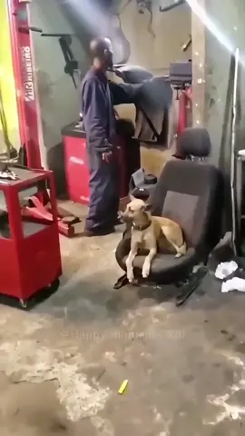 The dog is scared 🤣🤣 #dog #funny #funnydog #tiktok #foryou #animals #unlucky 
