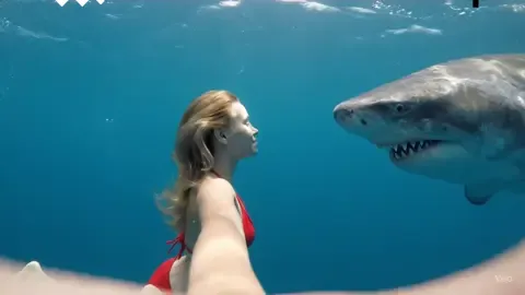 They told me the Megalodon was too dangerous to approach.   But I brought lip gloss and emotional availability.   Now he's just a giant sea himbo who follows me around. Disclaimer: Do not attempt unless you're certified in shark diplomacy and wearing something cute. #USA #USAFYP #California #Miami #NewYork   #OceanAwareness #sharkgrowth #marinebiology #seaanimals #cuteanimals   #Megalodon #SharkWeek #bigwaves #ocean   #sharksoftiktok #greatwhiteshark #sharkgirl #sharklove #oceanqueen #fearlessfemales 