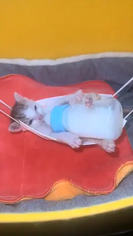 So cute #cat #cats #pet #pets #meow #kitten #kitty #kittycat #kucing #kucinggemoy #kucingoren #kucinglucu #kucingtiktok #catsoftiktok #PetsOfTikTok #catlover #petlover #cattok #fyp #fypage #fyppppppppppppppppppppppp #viral #foryou #foryoupage #tiktok #cute #cutecat #adorable #comel #lucu #Love #lovely #funny #babycat #anakkucing 