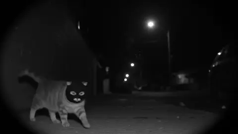 The bandit kitten under the surveillance video is greeting you.#cute #fyp #kittycat 