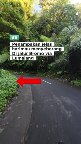 Penampakan macan terlihat jelas di video jalur ke Bromo via Lumajang ini.. Kalau lewat sini jangan kemalaman ya.. Hehe 😁 #bromovialumajang #bromoviasenduro #harimau #macan #hutanlebat 
