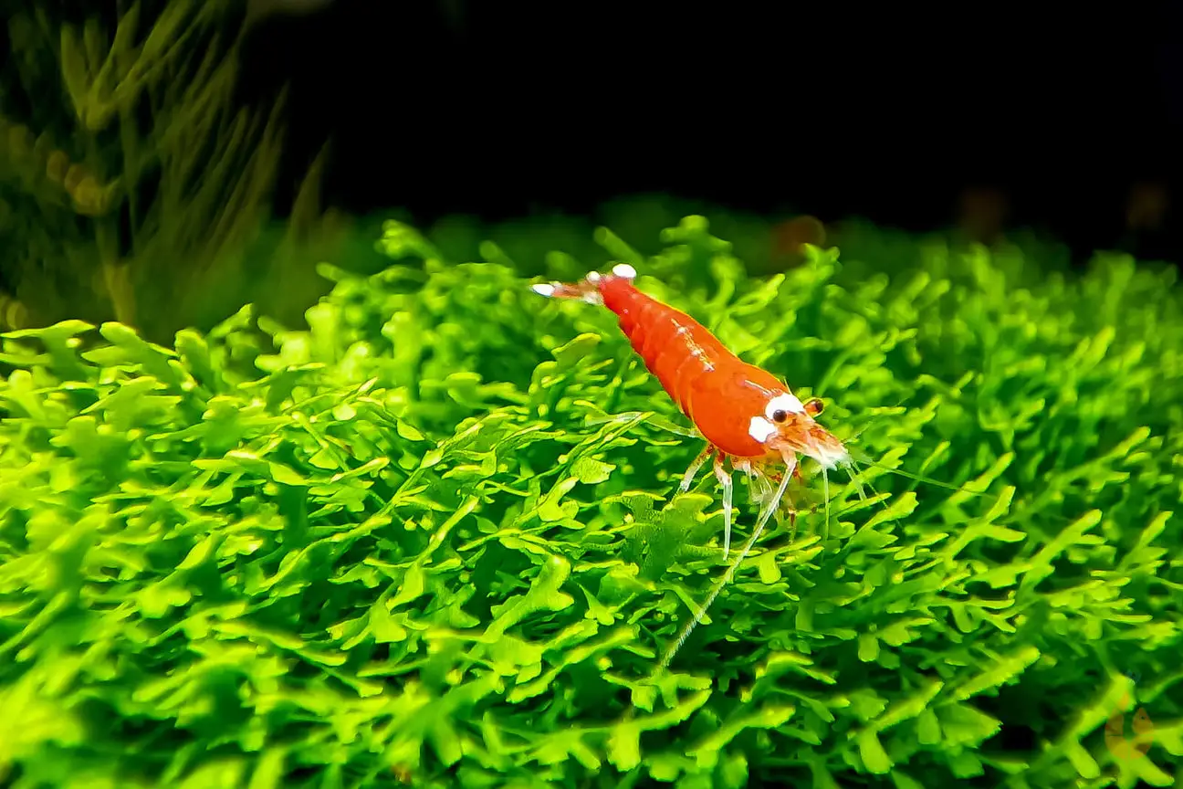 - Kompakte Wuchsform - Auch als Bodendecker geeignet - Wächst am Untergrund fest - Einfache Moosart - Für Anfänger geeignet Das Korallenmoos / Korallen Moos ist ein beliebtes Aquarienmoos in der Aquaristik. Das Moos wächst im kompakten Wuchs und bildet filigrane Moospolster. Dabei kann es auf freistehende Äste / Wurzeln oder Steine aufgebunden / aufgeklebt werden. Auch als Bodendecker macht es eine gute Figur und wertet das Aquarium optisch auf. Im Aquascaping lässt sich damit das Hardscape wunderschön begrünen und faszinierende Mooslandschaften entstehen. Babygarnelen lieben es sich im Moos zu verstecken und es nach leckeren Kleinstlebewesen abzusuchen. Zusätzlich bietet das Moospolster Schutz nach der Häutung der Mini Garnelen. In dieser Zeit ist der Panzer noch nicht ausgehärtet und die Kleinen sind schutzbedürftig. --- Bewohner in meiner Aquarium Zuchtanlage: Zwerggarnelen / Garnelen, Aquariumschnecken / Wasserschnecken, Krebse, Krabben, Wasserpflanzen, Moose uvm. 🦐🌿 Aqua Birne Shop: Aqua - Birne . de 🐌🦞 Folge mir gerne für mehr! Aquaristische Grüße Daniel Birnbaum, die Aqua Birne 🍐🤠👍 . . . #Aquarium #aquariumhobby #garnelen #garnelenaquarium #garnelenbecken #nanocube #nanoaquarium #neocaridina #caridina #aquascaping #garnelenzucht #zwerggarnelen #aquaristik #fische