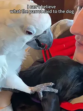 I can’t believe what the parrot said to zhe dog 🐕🦜#dog #funny #parrot #happy #surprise 