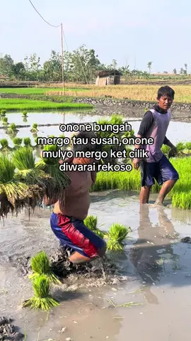 Disek aku yo ngono lee#petanimuda #petanimilenial #foryoupage #ngawi24jam 