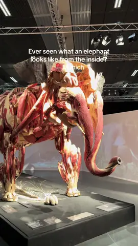 At the Body Worlds exhibition I visited, I was surprised to see not only people, but also preserved animals: a gorilla, a bear, a cow — and even a giraffe and an elephant.  #BodyWorlds #AnimalAnatomy #ScienceExhibition #MuseumExperience #PlastinationArt #EducationalContent #HumanAndAnimalBodies #traveltips #traveling 