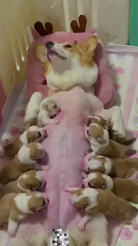 Original voice: The puppy 🐶 is immersed in sucking milk,and since becoming a mother,all its energy has been devoted to breastfeeding 🤱 #baby #cutebaby #funny #funnyvideos #fouryou #dog #dogsoftiktok #cutedog #pet #fyp 
